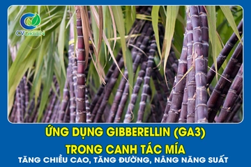 Ứng dụng Gibberellin (GA3) trong canh tác mía: Tăng chiều cao, tăng đường, nâng năng suất
