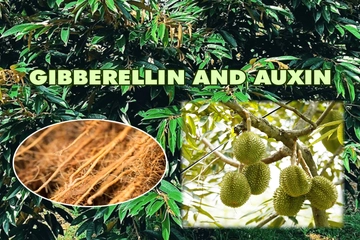 GA₃ (gibberellin) và Auxin – hiểu đúng để kích sinh trưởng, tăng đậu trái an toàn