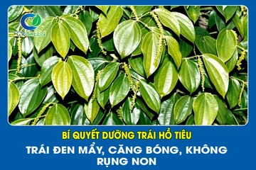 Bí quyết dưỡng trái Hồ Tiêu – Trái đen mẩy, căng bóng, không rụng non