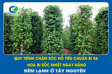 Quy trình chăm sóc Hồ Tiêu chuẩn bị ra hoa bị sốc nhiệt ngày nắng – Đêm lạnh ở Tây Nguyên