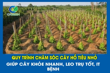 Quy trình chăm sóc cây Hồ Tiêu nhỏ Giúp cây khỏe nhanh, leo trụ tốt, it bệnh