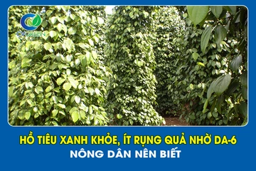 Hồ tiêu xanh khỏe, ít rụng quả nhờ DA-6 – Nông dân nên biết