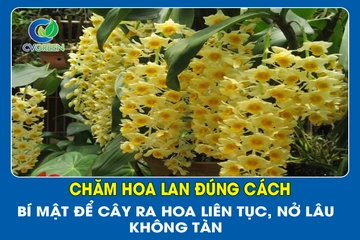 Chăm hoa Lan đúng cách – Bí mật để cây ra hoa liên tục, nở lâu không tàn!