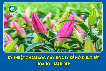 Kỹ thuật chăm sóc cây hoa Ly để nở đúng tết, hoa to – Màu đẹp