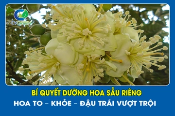 Bí quyết dưỡng hoa Sầu Riêng: Hoa to – Khỏe – Đậu trái vượt trội