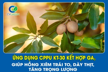 Ứng dụng CPPU KT-30 kết hợp GA₃ giúp hồng xiêm trái to, dày thịt, tăng trọng lượng