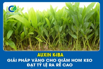 Auxin K-IBA: Giải pháp vàng cho giâm hom Keo đạt tỷ lệ ra rễ cao