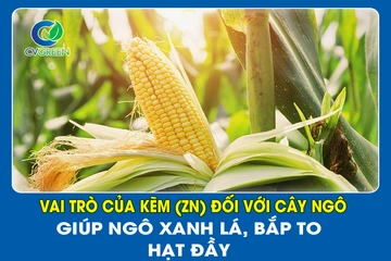 Vai trò của Kẽm (Zn) đối với cây Ngô – Giúp Ngô xanh lá, bắp to hạt đầy