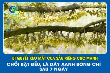 Bí quyết kéo mắt cua Sầu Riêng cực mạnh – Chồi bật đều, lá dày xanh bóng chỉ sau 7 ngày