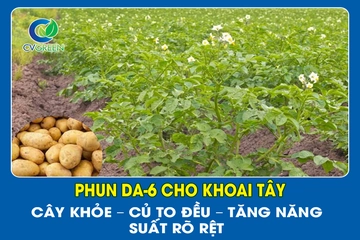 Phun DA-6 Cho Khoai Tây: Cây Khỏe – Củ To Đều – Tăng Năng Suất Rõ Rệt