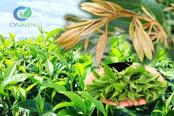 Tiết lộ 5 hoạt chất kích chồi mạnh nhất và cách sử dụng đúng kỹ thuật