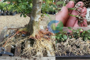 Tiết lộ 5 hoạt chất kích rễ mạnh nhất và cách ứng dụng đúng kỹ thuật