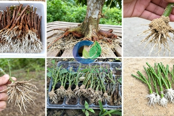 Cách dùng Auxin IBA-K đúng kỹ thuật: Giâm Hom – Ngâm Phôi – Tưới Kích Rễ