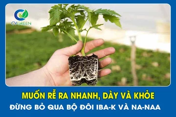 Muốn rễ ra nhanh, dày và khỏe: Đừng bỏ qua bộ đôi IBA-K và NA-NAA