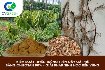 Kiểm soát tuyến trùng trên cây cà phê bằng Chitosan 90% – Giải pháp sinh học bền vững