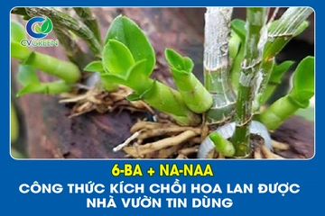 6-BA + Na-NAA: Công thức kích chồi hoa lan được nhà vườn tin dùng