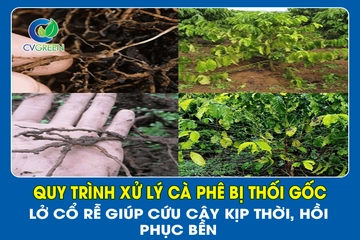 Quy trình xử lý cà phê bị thối gốc – Lở cổ rễ giúp cứu cây kịp thời, hồi phục bền