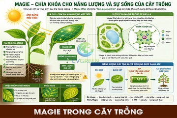 Magie trong cây trồng: 'Tấm pin năng lượng mặt trời' quyết định màu xanh và sức sống của cây