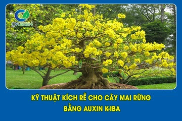  Kỹ thuật kích rễ cho cây Mai rừng bằng auxin K-IBA