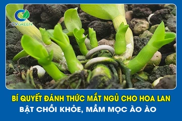 Bí quyết đánh thức mắt ngủ cho hoa lan – Bật chồi khỏe, mầm mọc ào ào
