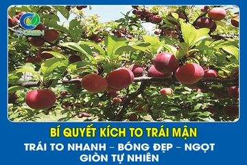 Bí quyết kích to trái Mận: Trái to nhanh – Bóng đẹp – Ngọt giòn tự nhiên