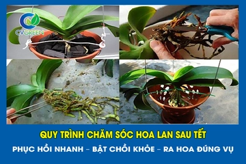 Quy trình chăm sóc hoa lan sau Tết: Phục hồi nhanh – Bật chồi khỏe – Ra hoa đúng vụ