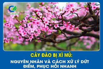 Cây đào bị xì mủ: Nguyên nhân và cách xử lý dứt điểm, phục hồi nhanh