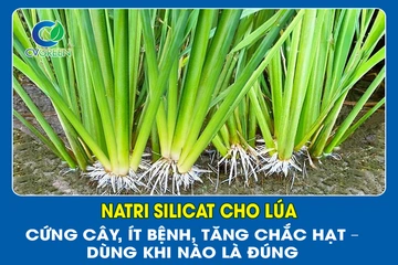 Natri Silicat cho lúa: Cứng cây, ít bệnh, tăng chắc hạt – dùng khi nào là đúng?