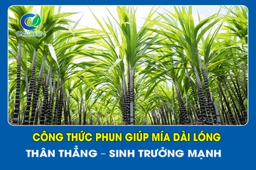 Công thức phun giúp mía dài lóng – thân thẳng – sinh trưởng mạnh