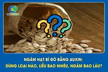 Ngâm hạt bí đỏ bằng Auxin: dùng loại nào, liều bao nhiêu, ngâm bao lâu?