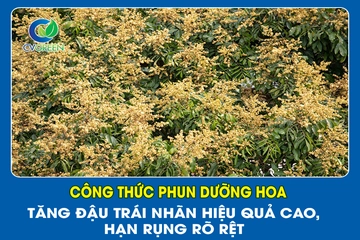 Công thức phun dưỡng hoa – Tăng đậu trái nhãn hiệu quả cao, hạn rụng rõ rệt