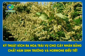 Kỹ thuật kích ra hoa trái vụ cho cây nhãn bằng chất hãm sinh trưởng và hormone điều tiết