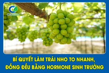 Bí quyết làm trái nho to nhanh, đồng đều bằng hormone sinh trưởng