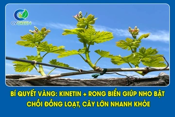“Bí quyếtvVàng: Kinetin + Rong Biển giúp Nho bật chồi đồng loạt, cây lớn nhanh khỏe”