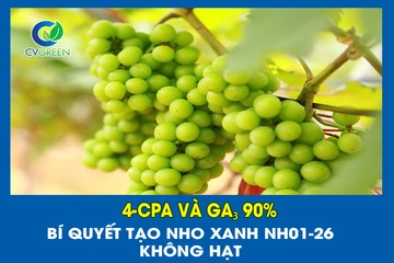 Bí quyết tạo Nho Xanh NH01-26 không hạt bằng 4-CPA Và GA₃ 90%