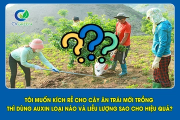 Tôi muốn kích rễ cho cây ăn trái mới trồng thì dùng Auxin loại nào và liều lượng sao cho hiệu quả?