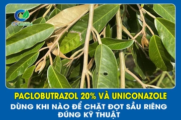 Paclobutrazol 20% và Uniconazole: Dùng khi nào để chặt đọt sầu riêng đúng kỹ thuật?