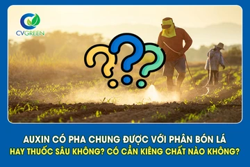 Auxin có pha chung được với phân bón lá hay thuốc sâu không? Có cần kiêng chất nào không?