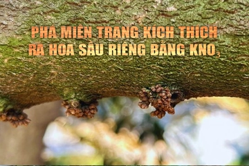 Phá miên trạng kích thích ra hoa sầu riêng bằng KNO3