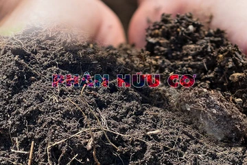 Phân hữu cơ và cách dùng đúng cho từng giai đoạn sinh trưởng