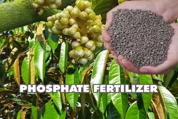 Ba dạng ion lân H₂PO₄⁻ – HPO₄²⁻ – PO₄³⁻ và cách lựa chọn trong quy trình tạo mầm