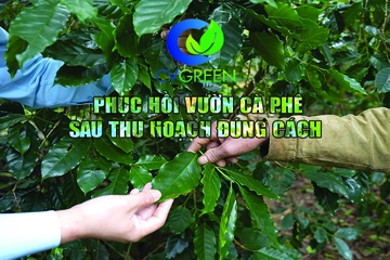 Phục hồi vườn cà phê sau thu hoạch đúng cách để cây khỏe, ra đọt mạnh, tạo mầm hoa tốt