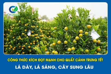 Công thức kích đọt mạnh cho quất cảnh trưng Tết – lá dày, lá sáng, cây sung lâu