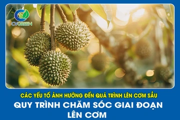 Các yếu tố ảnh hưởng đến quá trình lên cơm sầu -. Quy trình chăm sóc giai đoạn lên cơm