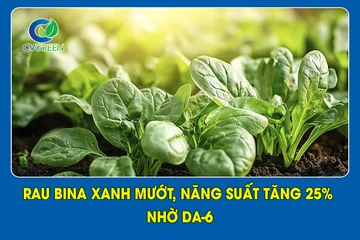 Rau Bina xanh mướt, năng suất tăng 25% nhờ DA-6