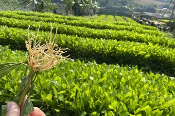 Nguyên nhân keo hom chết rét và giải pháp tăng sức chống chịu hiệu quả