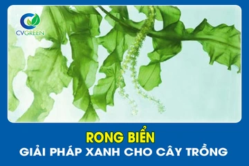 Rong Biển– Giải pháp xanh cho cây trồng