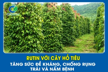 Rutin giúp cây hồ tiêu – Tăng sức đề kháng, chống rụng trái và nấm bệnh