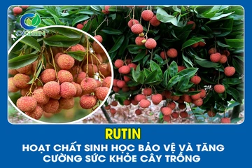 Rutin – Hoạt chất sinh học bảo vệ và tăng cường sức khỏe cây trồng