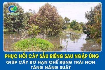 Phục hồi cây Sầu Riêng sau ngập ung – Giúp cây xanh lại, ra rễ mạnh, hồi sinh nhanh